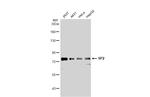 SP2 Antibody in Western Blot (WB)