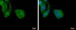 TOMM40L Antibody in Immunocytochemistry (ICC/IF)