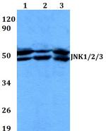 JNK1/JNK2/JNK3 Antibody in Western Blot (WB)