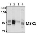 MSK1 Antibody in Western Blot (WB)