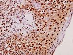 TEF Antibody in Immunohistochemistry (Paraffin) (IHC (P))