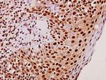 TEF Antibody in Immunohistochemistry (Paraffin) (IHC (P))