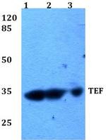 TEF Antibody in Western Blot (WB)