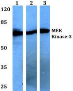 MEKK3 Antibody in Western Blot (WB)