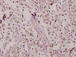 TAFII p135/p105 Antibody in Immunohistochemistry (Paraffin) (IHC (P))