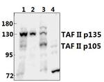 TAFII p135/p105 Antibody in Western Blot (WB)