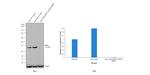 NPM1 Antibody in Western Blot (WB)