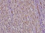 NFYC Antibody in Immunohistochemistry (Paraffin) (IHC (P))