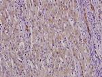 NFYC Antibody in Immunohistochemistry (Paraffin) (IHC (P))