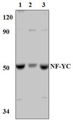 NFYC Antibody in Western Blot (WB)