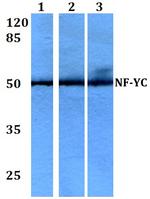 NFYC Antibody in Western Blot (WB)