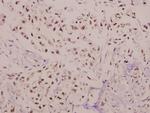 C/EBP gamma Antibody in Immunohistochemistry (Paraffin) (IHC (P))