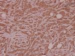 SPIN1 Antibody in Immunohistochemistry (Paraffin) (IHC (P))