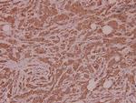 SPIN1 Antibody in Immunohistochemistry (Paraffin) (IHC (P))