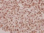 RPL39 Antibody in Immunohistochemistry (Paraffin) (IHC (P))