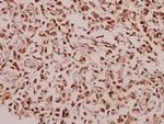 RPL39 Antibody in Immunohistochemistry (Paraffin) (IHC (P))