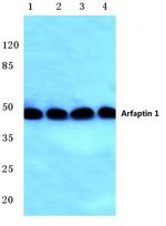 Arfaptin 1 Antibody in Western Blot (WB)