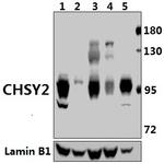 CHPF Antibody in Western Blot (WB)