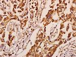 NEURL1 Antibody in Immunohistochemistry (Paraffin) (IHC (P))