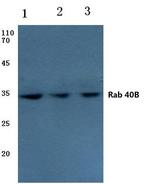 RAB40B Antibody in Western Blot (WB)