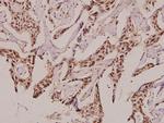 GUCY1B2 Antibody in Immunohistochemistry (Paraffin) (IHC (P))