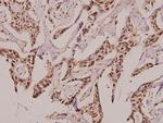 GUCY1B2 Antibody in Immunohistochemistry (Paraffin) (IHC (P))