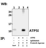 ATP5I Antibody in Immunoprecipitation (IP)