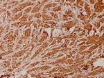 ATP5I Antibody in Immunohistochemistry (Paraffin) (IHC (P))