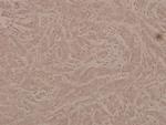 Phospho-G3BP1 (Ser232) Antibody in Immunohistochemistry (Paraffin) (IHC (P))