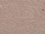 Phospho-G3BP1 (Ser232) Antibody in Immunohistochemistry (Paraffin) (IHC (P))