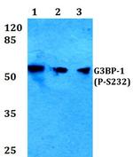 Phospho-G3BP1 (Ser232) Antibody in Western Blot (WB)