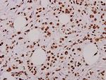 Phospho-Caspase 9 (Thr125) Antibody in Immunohistochemistry (Paraffin) (IHC (P))