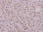 Phospho-Cdc25A (Ser76) Antibody in Immunohistochemistry (Paraffin) (IHC (P))