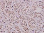 Phospho-Cdc25A (Ser76) Antibody in Immunohistochemistry (Paraffin) (IHC (P))