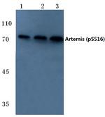 Phospho-Artemis (Ser516) Antibody in Western Blot (WB)