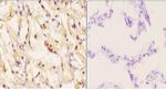 Phospho-Cytokeratin 8 (Ser74) Antibody in Immunohistochemistry (Paraffin) (IHC (P))