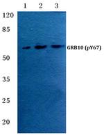 Phospho-GRB10 (Tyr67) Antibody in Western Blot (WB)