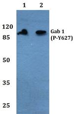 Phospho-GAB1 (Tyr627) Antibody in Western Blot (WB)