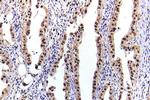 Phospho-STAT5 alpha (Ser780) Antibody in Immunohistochemistry (Paraffin) (IHC (P))