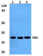 NRL Antibody in Western Blot (WB)