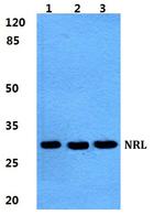 NRL Antibody in Western Blot (WB)