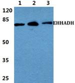 EHHADH Antibody in Western Blot (WB)