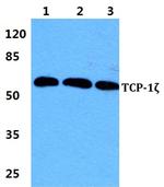 TCP-1 zeta Antibody in Western Blot (WB)