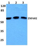 ZNF682 Antibody in Western Blot (WB)