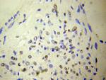 NUDT6 Antibody in Immunohistochemistry (Paraffin) (IHC (P))