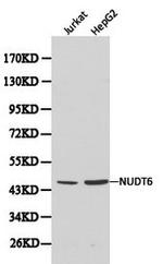 NUDT6 Antibody in Western Blot (WB)