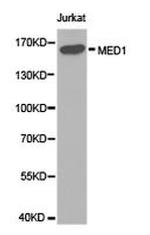 TRAP220 Antibody in Western Blot (WB)