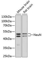 NeuN Antibody in Western Blot (WB)