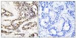 Phospho-CREB (Ser129) Antibody in Immunohistochemistry (Paraffin) (IHC (P))