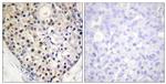 Phospho-CHOP (Ser30) Antibody in Immunohistochemistry (Paraffin) (IHC (P))